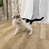 Котенок Патч в добрые руки (photo 2)