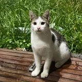 Кот в добрые руки (photo 2)