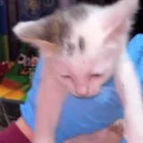 Котёнок в добрые руки (photo 1)