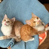 Котята Пряник и Печенька (photo 5)