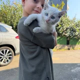 Котенок в добрые руки (photo 3)