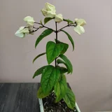 Комикс (photo 3)