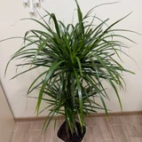 Драцена 130 см (photo 2)