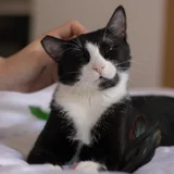 Egyptian cat (photo 3)