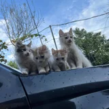 Котята в добрые руки (photo 4)