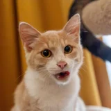 Котёнок Печенька в добрые руки (photo 3)