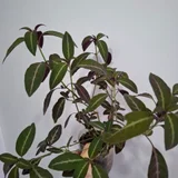 Руэллия в горшке (photo 2)