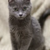Кошечка Фифи в добрые руки (photo 2)