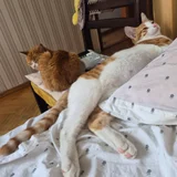 Кот Чипс в добрые руки (photo 5)