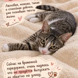 Кошечка в добрые руки (photo 2)