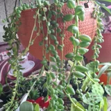 Крестовник Роули (photo 2)
