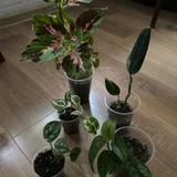 Цветы в горшках (5 штук) (photo 3)