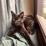 Котята Шоко и Паша в добрые руки (photo 1)
