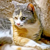 Трехцветная кошка Чупа, 1 год (photo 3)