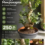 Фикус Микрокарпа бонсай (photo 2)