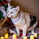 Котёнок Акоша (photo 1)