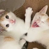 Котята (photo 1)