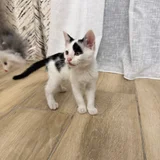 Котенок Патч в добрые руки (photo 1)