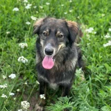 Собака Фиби (photo 3)