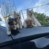 Котята в добрые руки (photo 3)