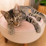 Котёнок Ричи (photo 2)