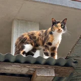 Кошка Вуса в дар (photo 4)