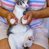 Трехцветная кошка Чупа, 1 год (photo 1)