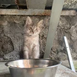 Котенок Френни в добрые руки (photo 3)
