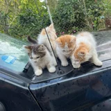 Котята в добрые руки (photo 6)