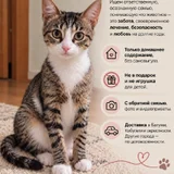 Кошечка в добрые руки (photo 4)