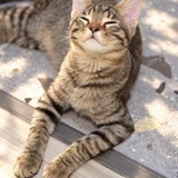 Котята в добрые руки (photo 4)