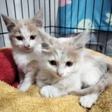 Котята Лари и Тетри (photo 4)