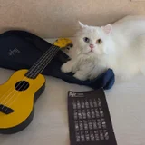 Кахон Aiersi (photo 3)