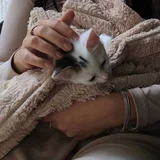 Котёнок в добрые руки (photo 1)
