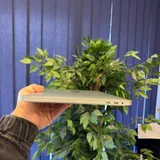 MacBook Pro 13.3 дюймов (photo 6)