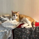 Кошка Фокси в добрые руки (photo 2)