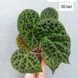 Растения в горшках (Mammillaria Prolifera и Pseudorhipsalis Ramulosa) (photo 3)