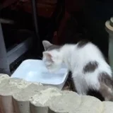 Котёнок в добрые руки (photo 3)
