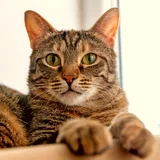 Кошка Фаня (photo 3)