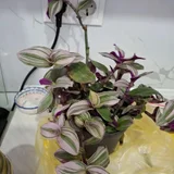 Плющ (photo 9)