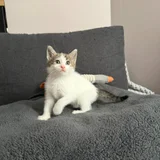 Котенок Неваляшка, девочка 1.5 месяца (photo 2)