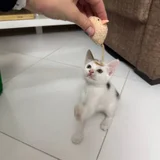 Котёнок в добрые руки (photo 4)