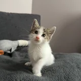 Котенок Неваляшка, девочка 1.5 месяца (photo 3)