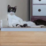 Кошка Бяка (photo 3)