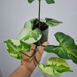 Руэллия в горшке (photo 4)