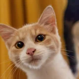 Рыжий котенок Печенька, 4 месяца (photo 1)