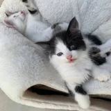 Котята в добрые руки (photo 1)