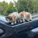 Котята в добрые руки (photo 2)