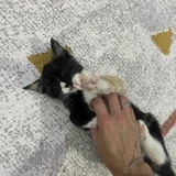 Котёнок в добрые руки (photo 2)