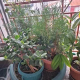 Уличные и балконные цветы в горшках (photo 5)